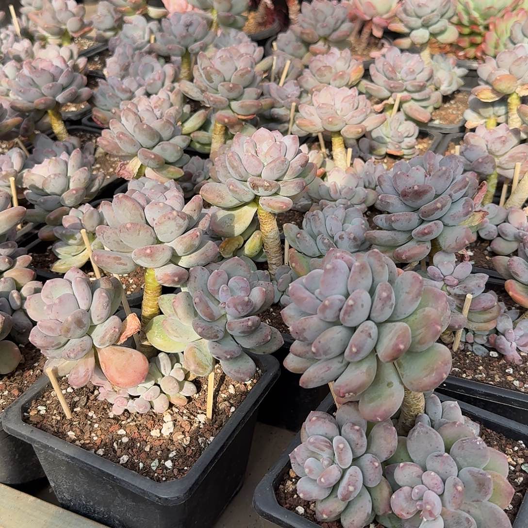 咖啡美人整无砍群生