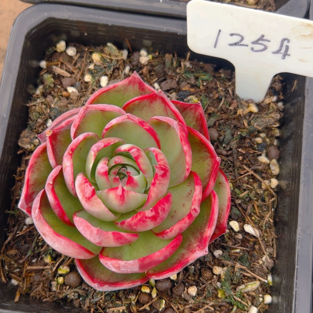 堂**乐惊鸿仙子一物一拍1254号