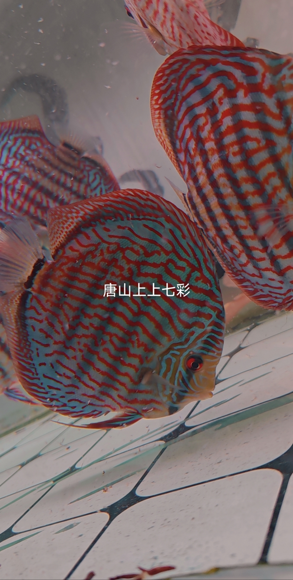 七彩神仙鱼经典红纹蓝底德松，肉身14-14+后备留种级别 不含运费