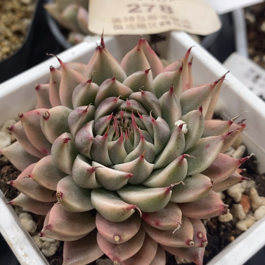 278银星锦大单头带根