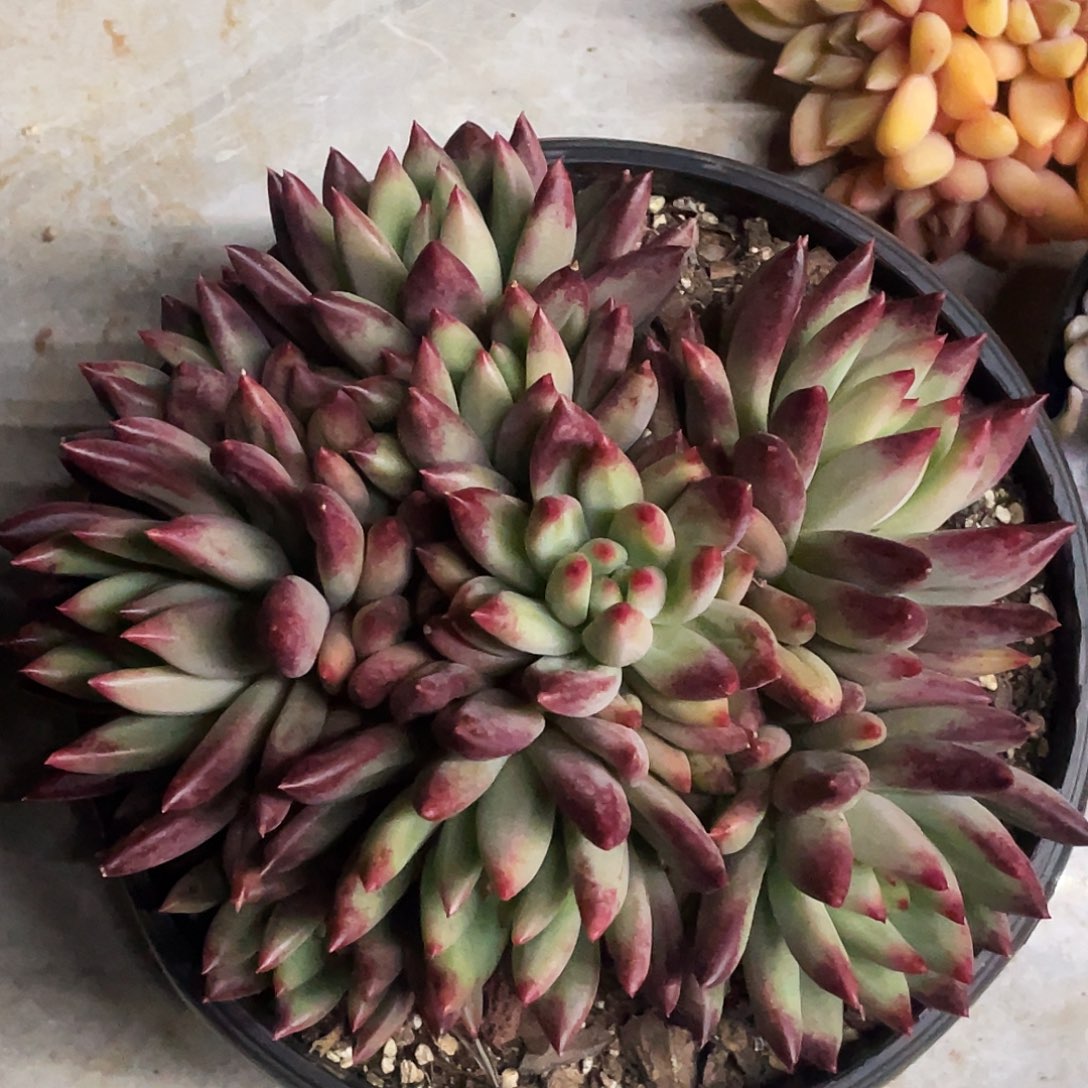 整桩无砍多头二代虞美人一颗