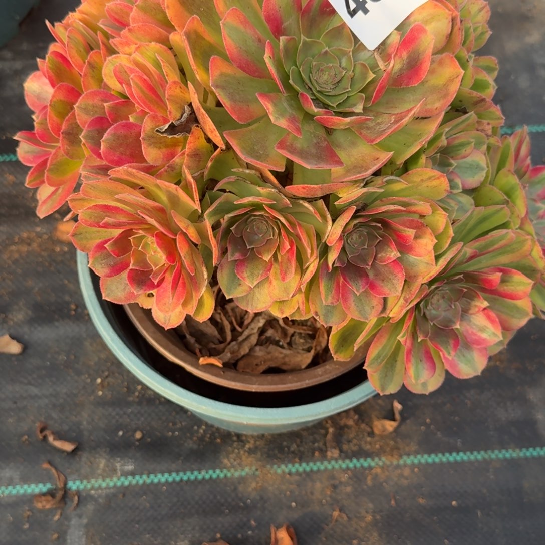 老庄雨河多肉植物454