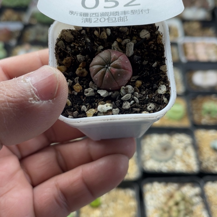 佳人园艺 老周多肉上福利啦052