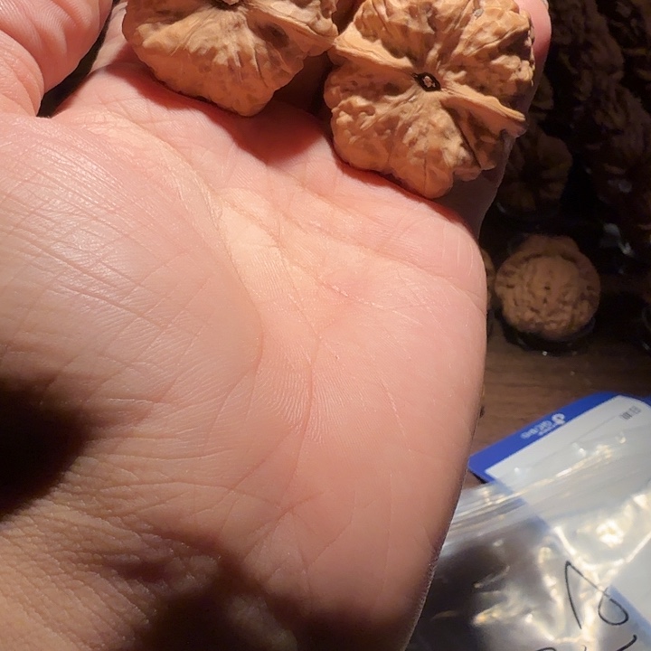 阿***辉文玩核桃吊坠蛤蟆的眼睛是真的好看啊