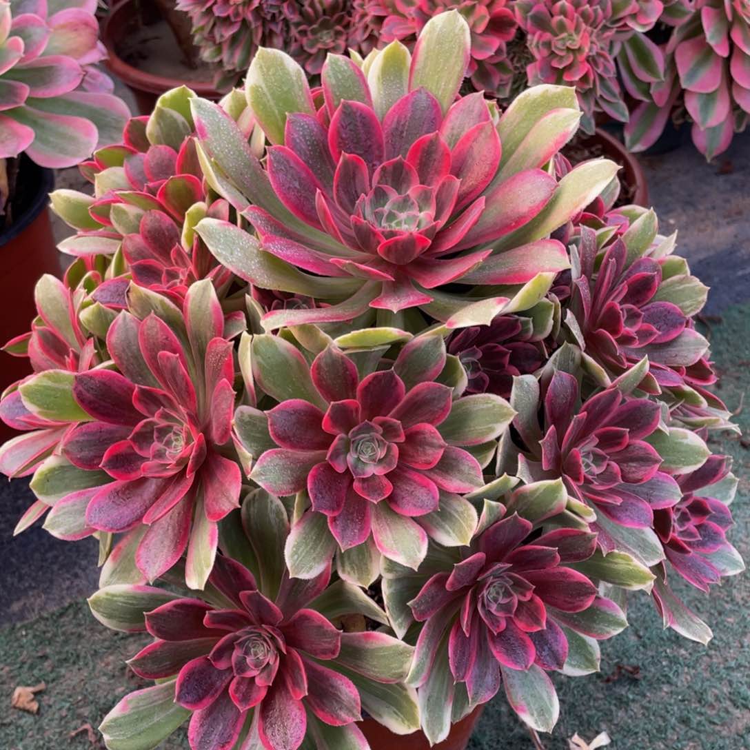 魏*076浣纱精品法师多肉