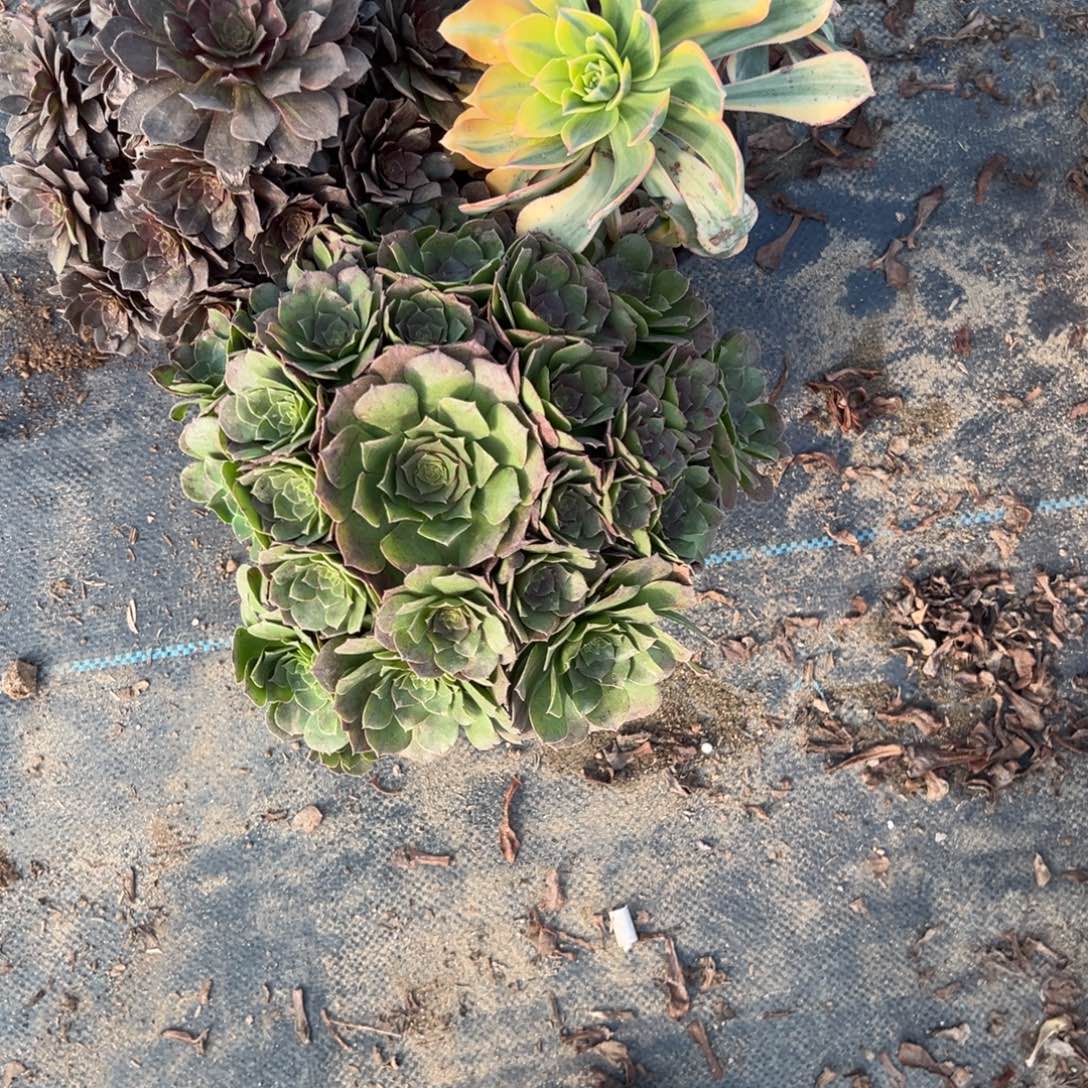 345三颗组合多肉植物法师