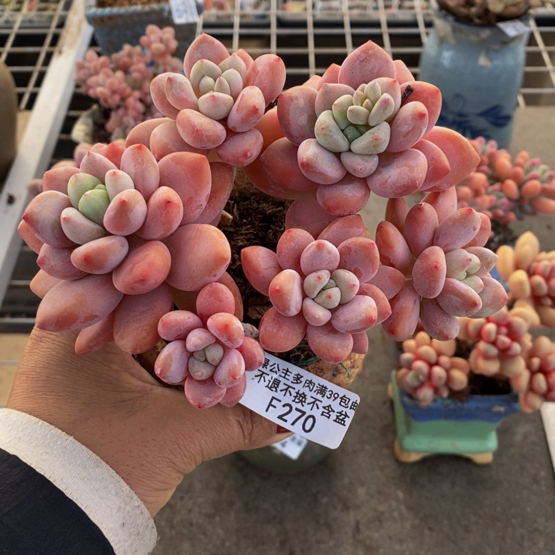 樱花洛神270/10c m