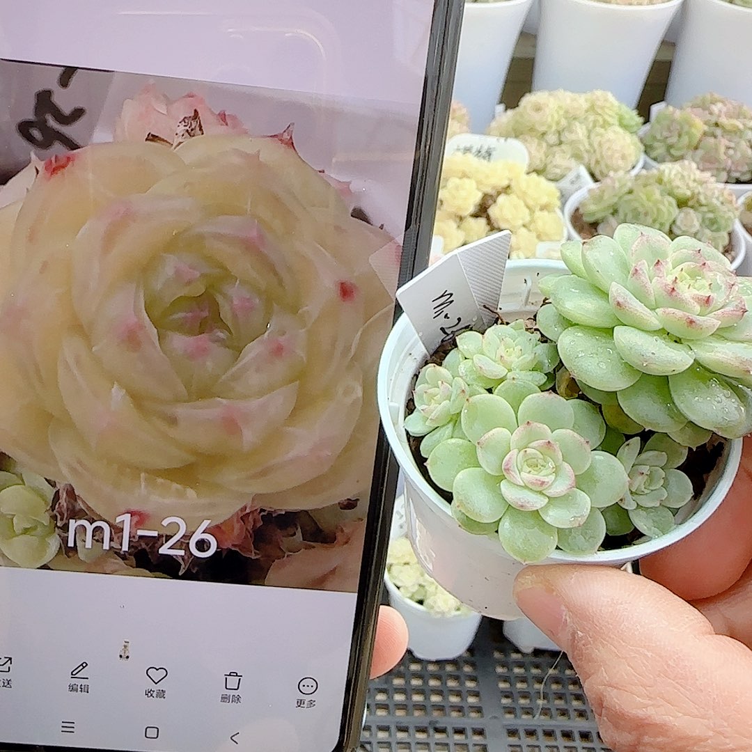 南***倾1201-17（m1-26）专拍