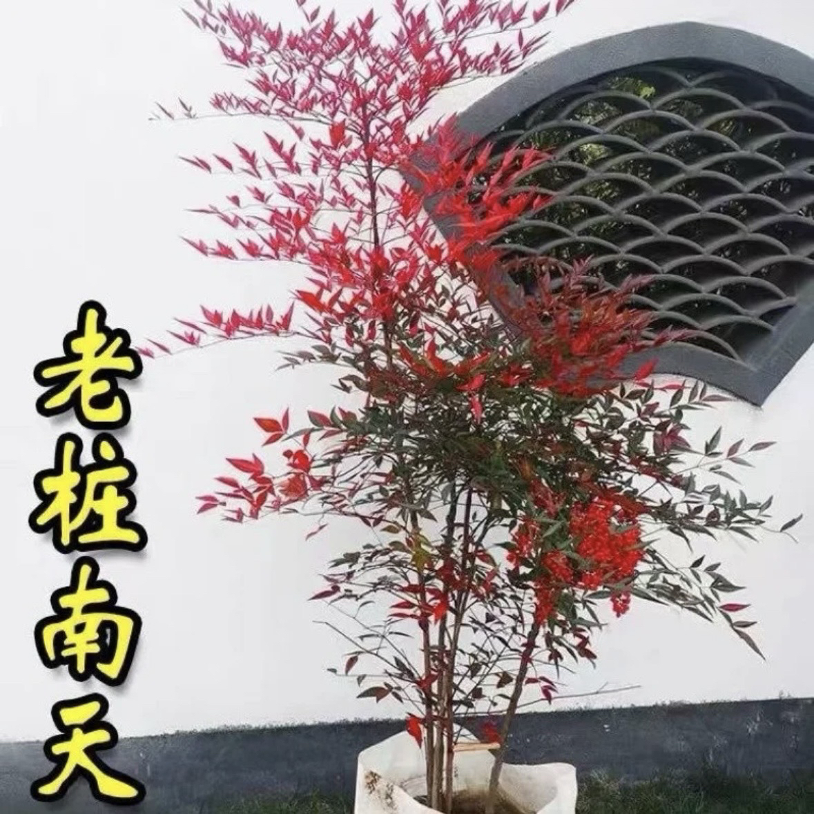 寓意幸福满满的火焰南天竹盆栽室内外耐寒红叶观叶绿植