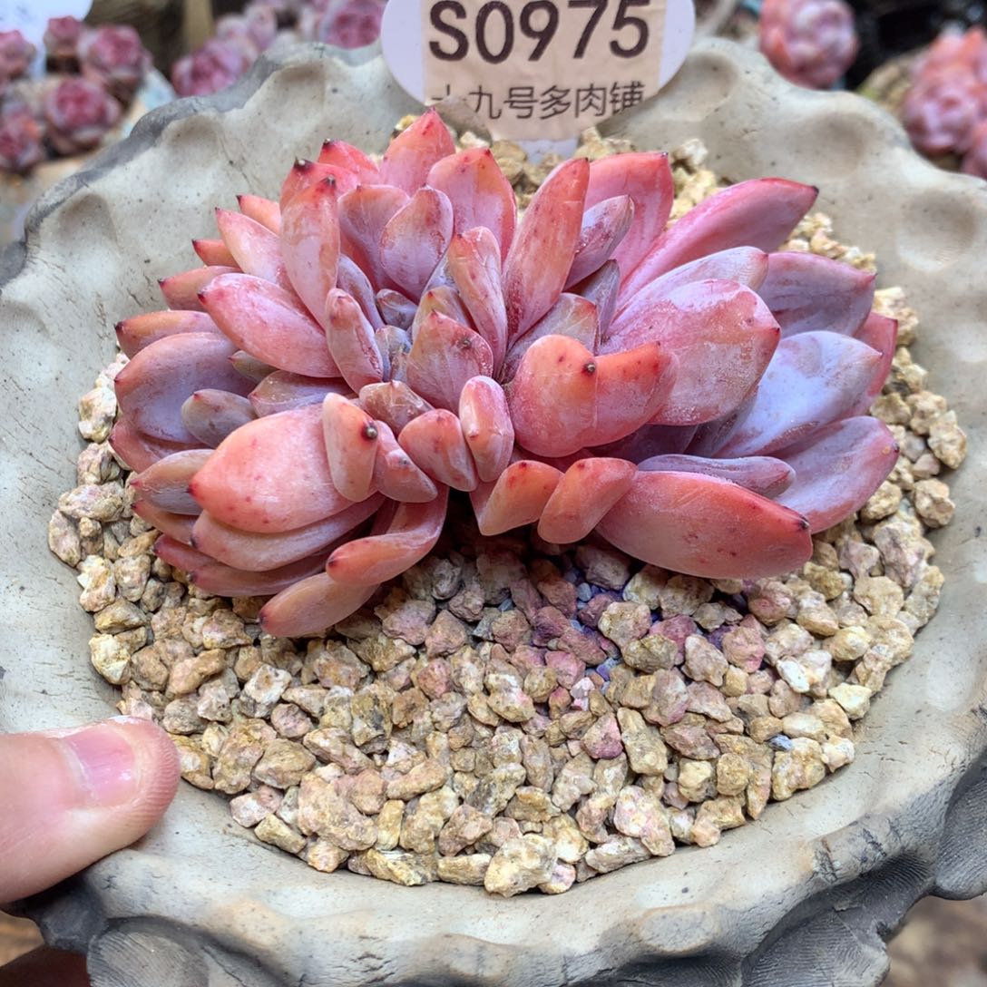 S0975 橙子缀 11厘米