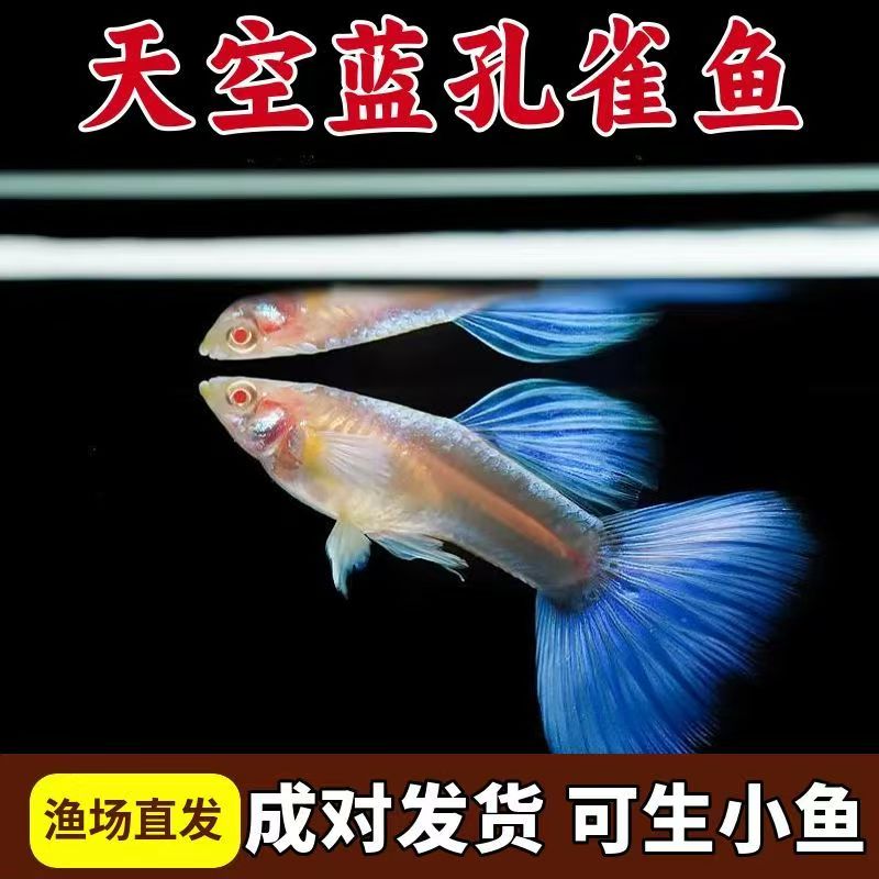 【天空蓝孔雀鱼】胎生孕母凤尾鱼热带观赏鱼活体淡水耐活小型宠物鱼