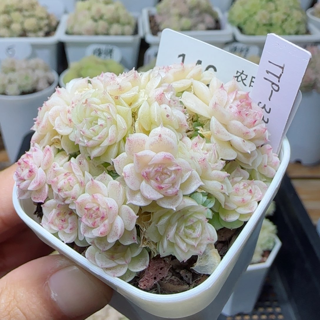 【闪购商品】0310-146（ttp-33）