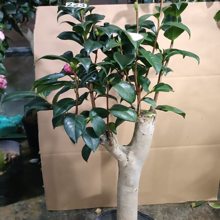 223五品，原盆原土发货