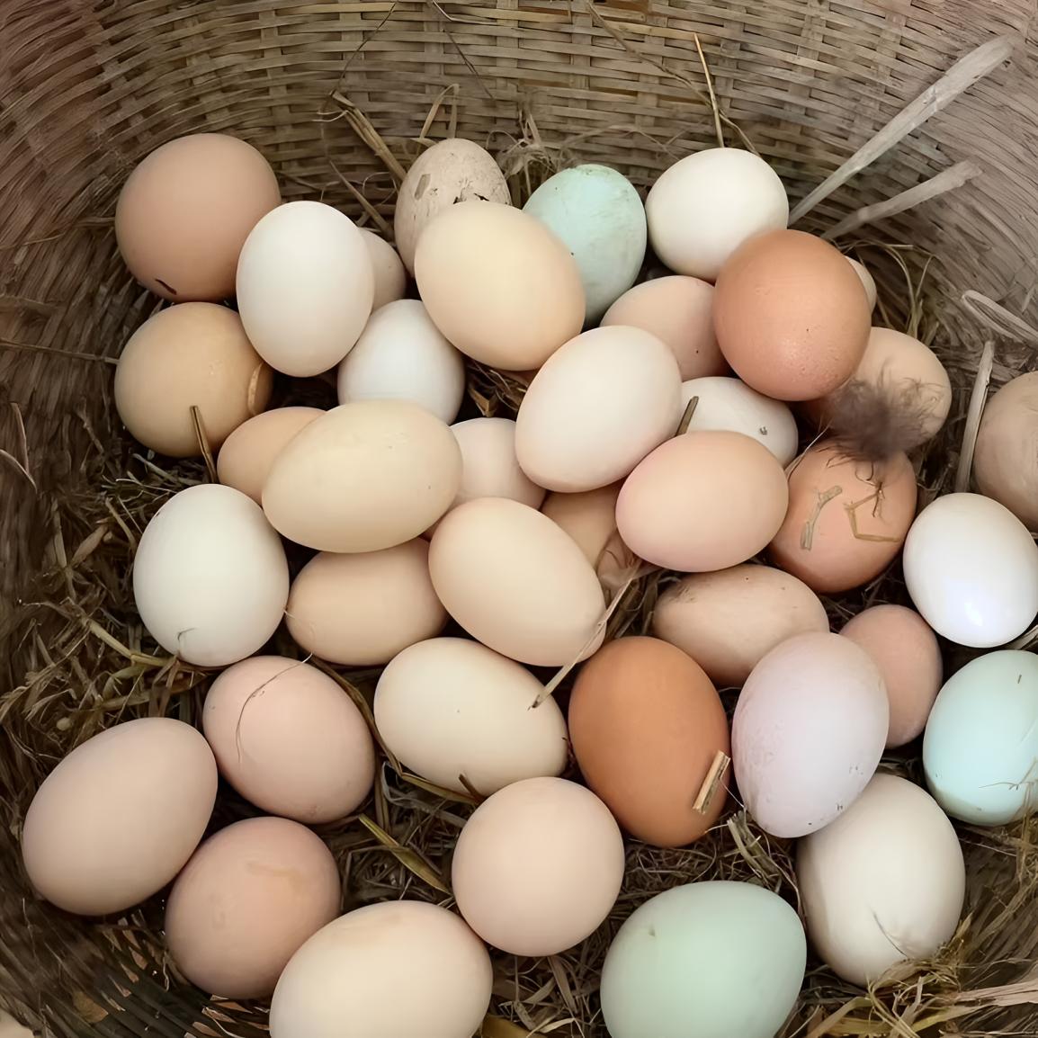 【农产品出山】现捡土鸡蛋山林散养土鸡蛋营养早餐现捡现发破损包赔