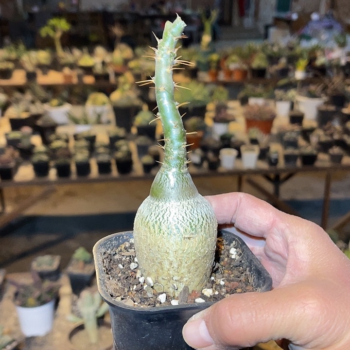 满38包邮2天凑单，脱土晾根发货多肉植物实生天马空