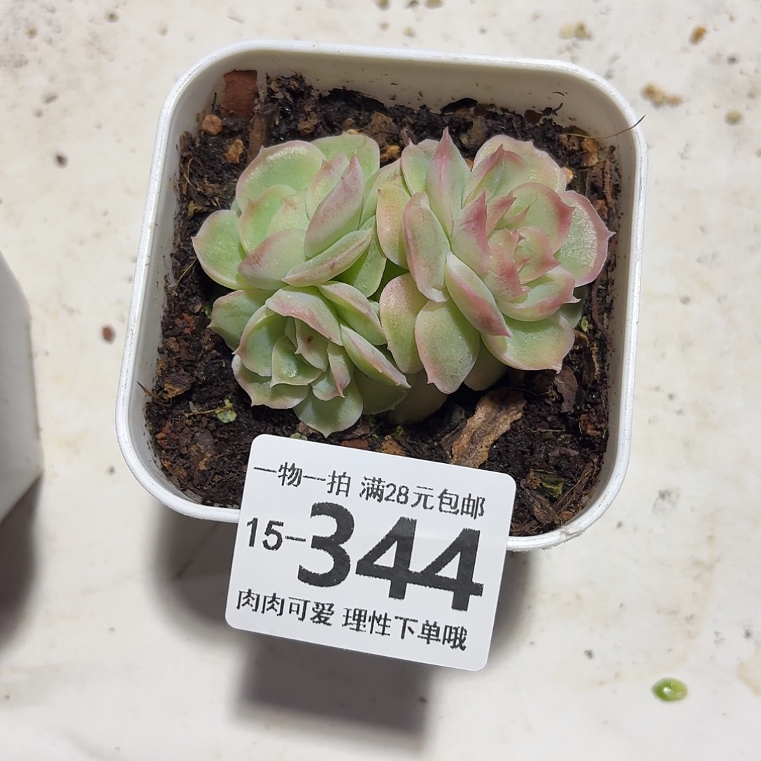 水晶虾饺无盆土发货无