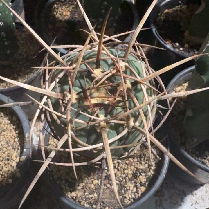 狂刺天平苗接仙人球