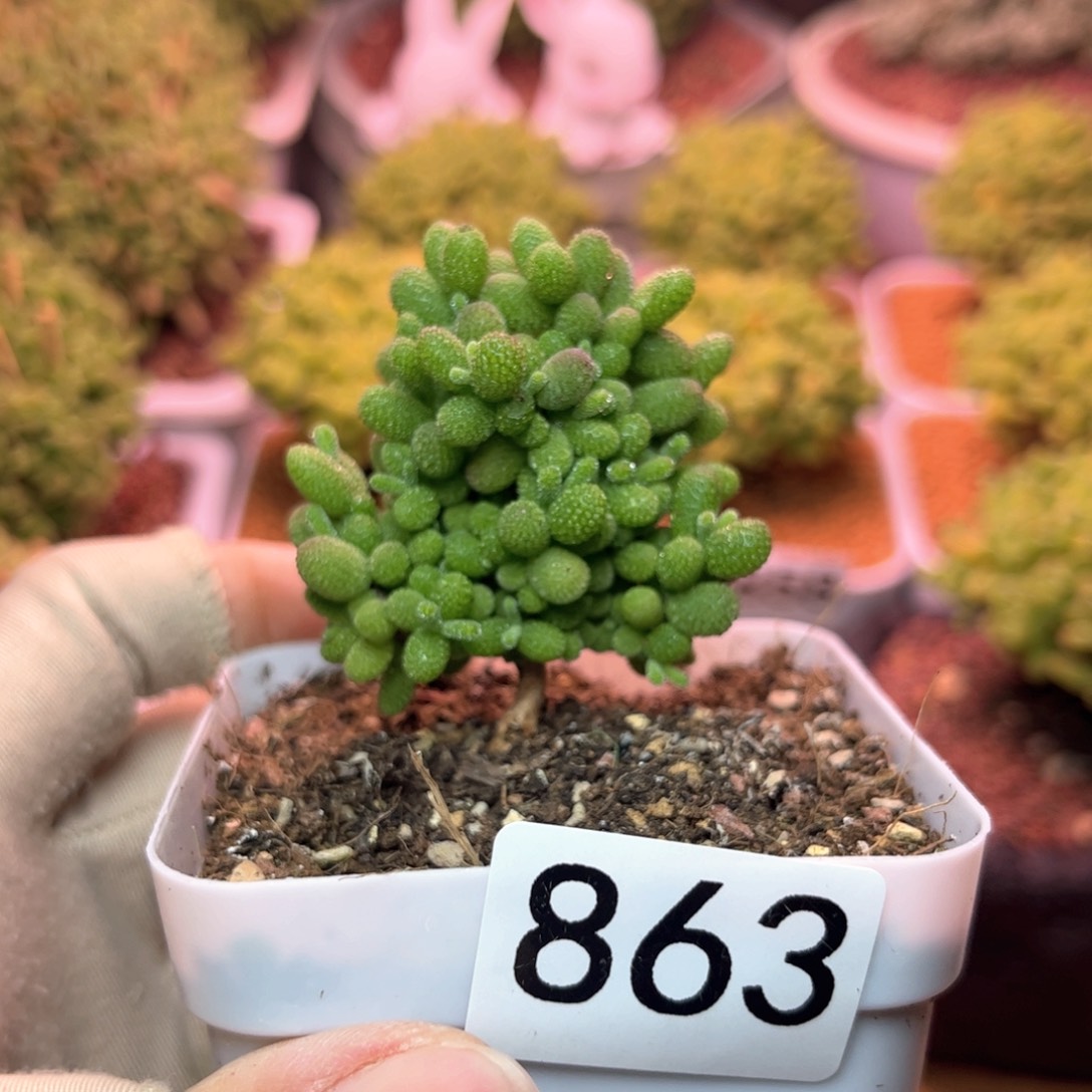 863金桔可爱多肉植物