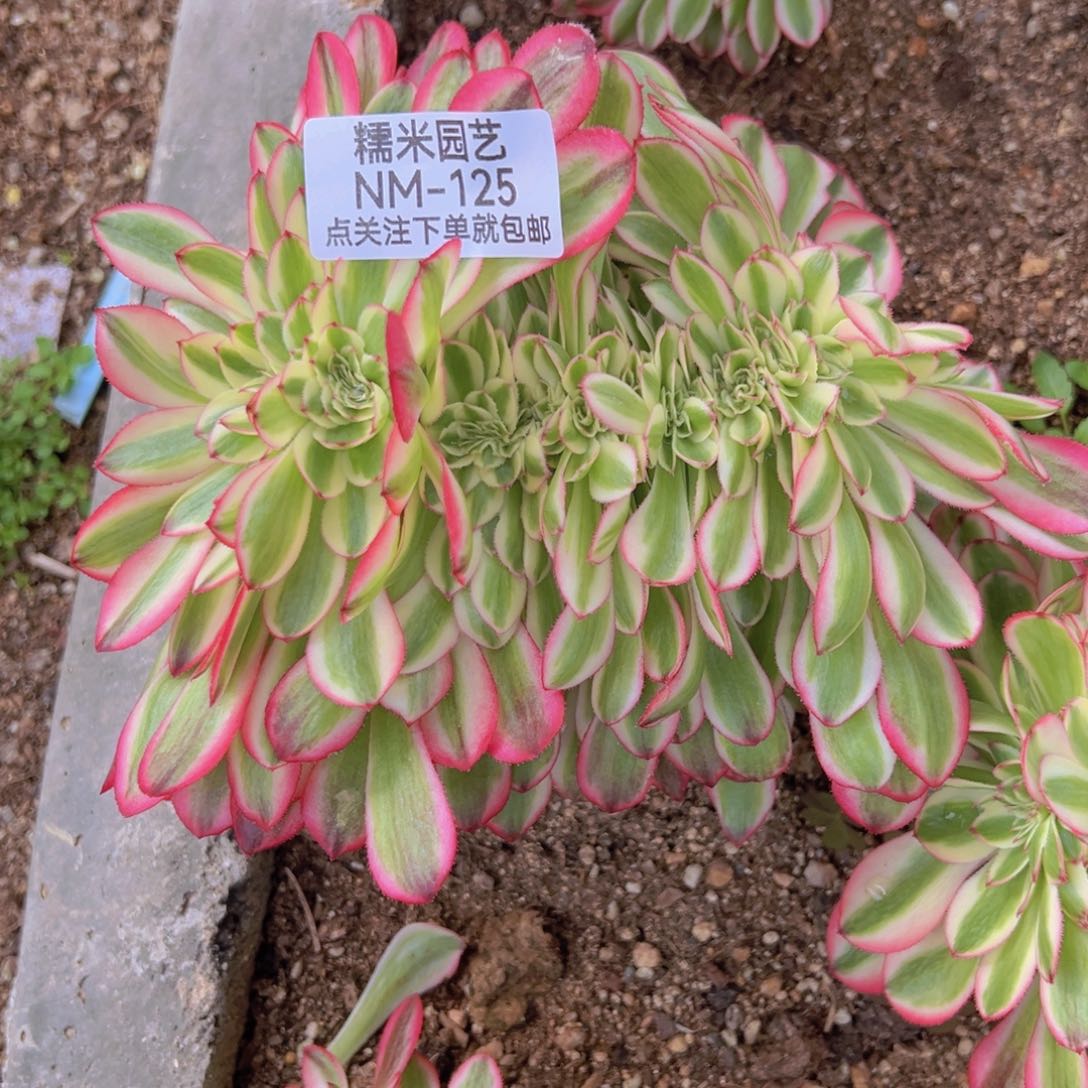 倾城缀多肉植物125