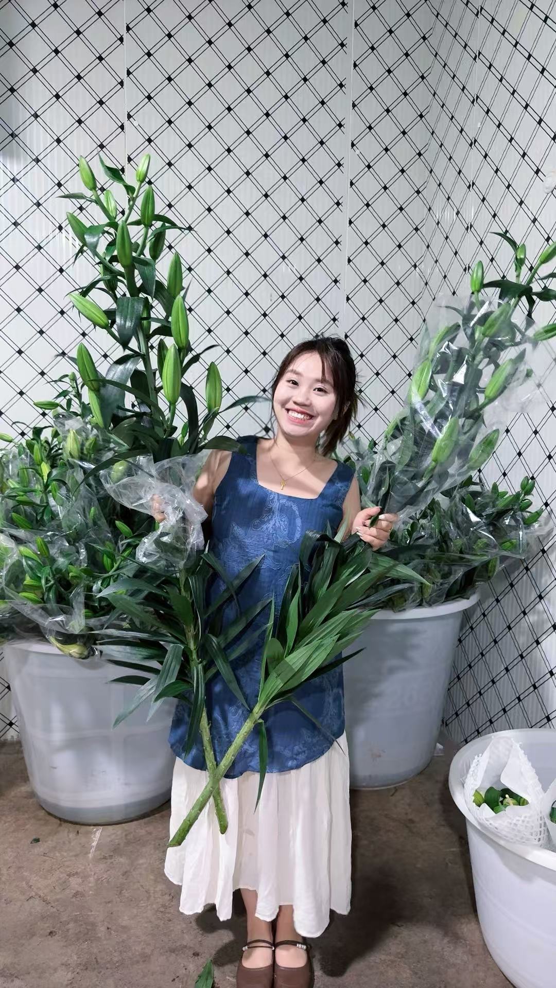 【黄天霸百合树王】爆香型超大花苞香水百合浓香基地直发高品质包邮