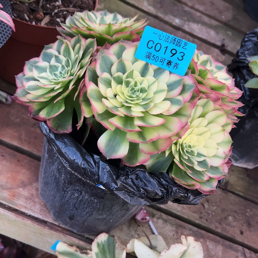 193多肉植物、海王