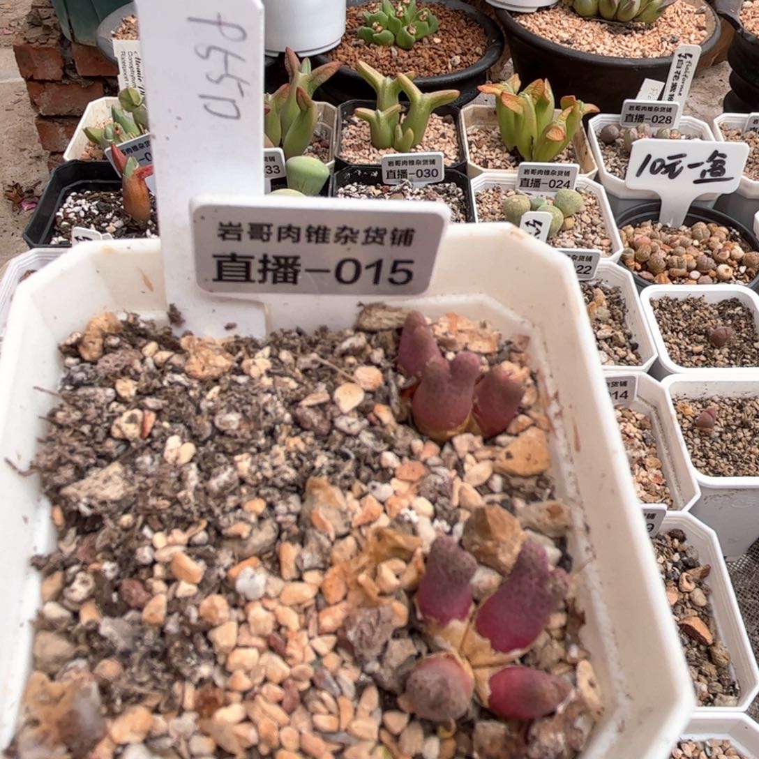 梅萨种源955D斑马3头群一颗