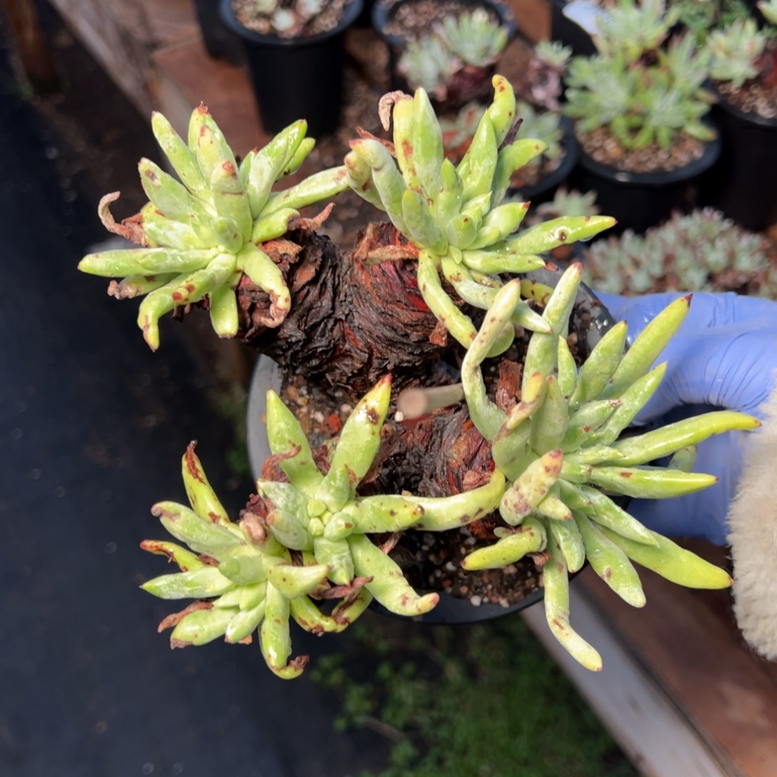 2134阿尔比杂交哈哈哈哈哈