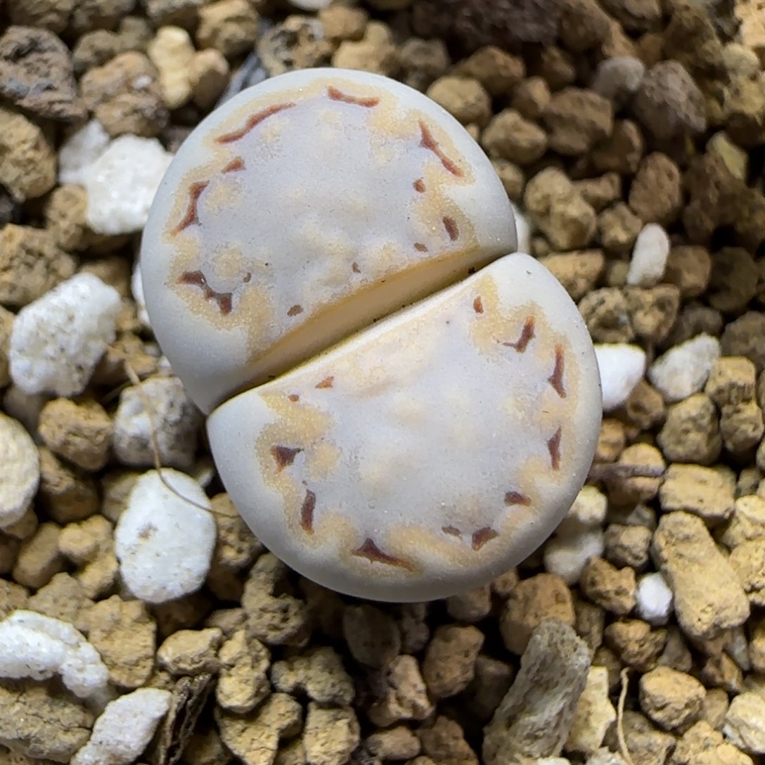 12.5.c216饼干9046尺寸1.5cm