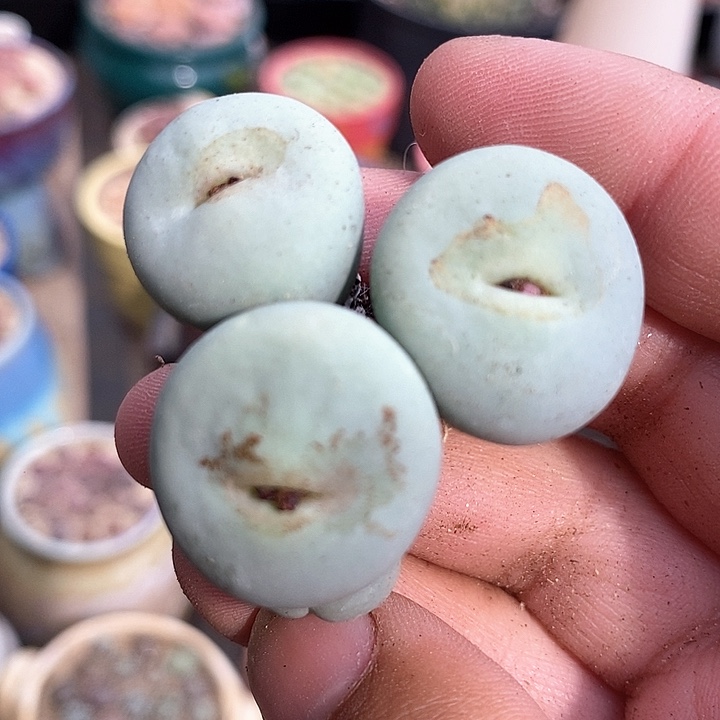 3522大嘴小红嘴一颗