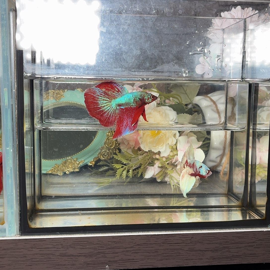 斗鱼彩金流星尾半月