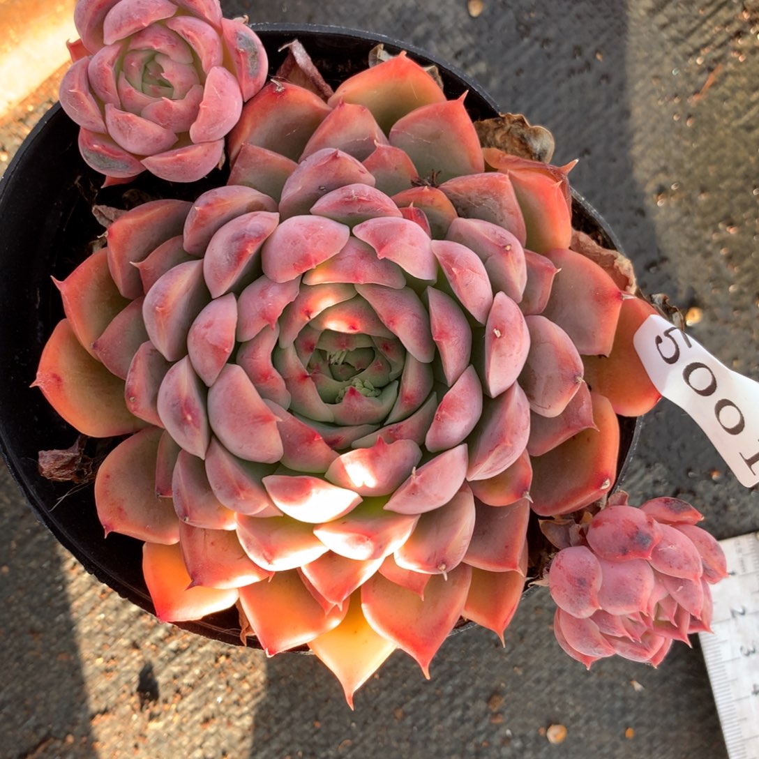 5001杂交多肉植物