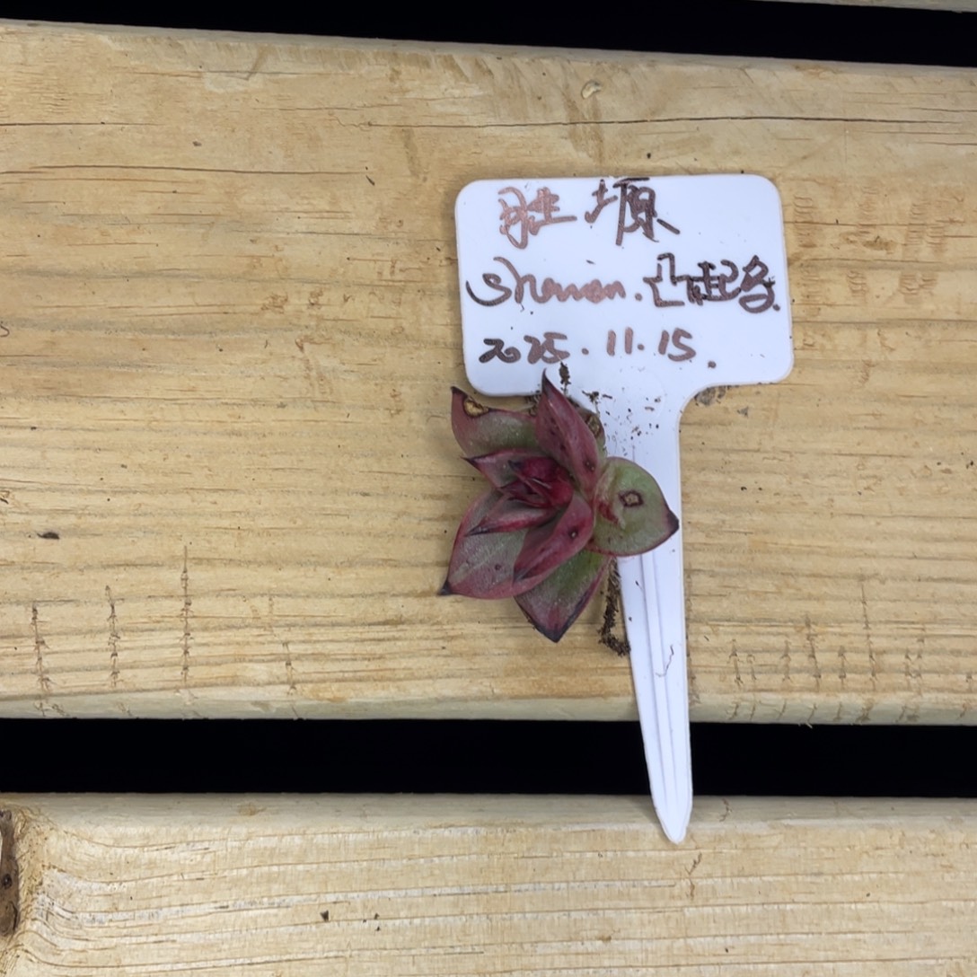 胜***塬多肉植物，山人园艺