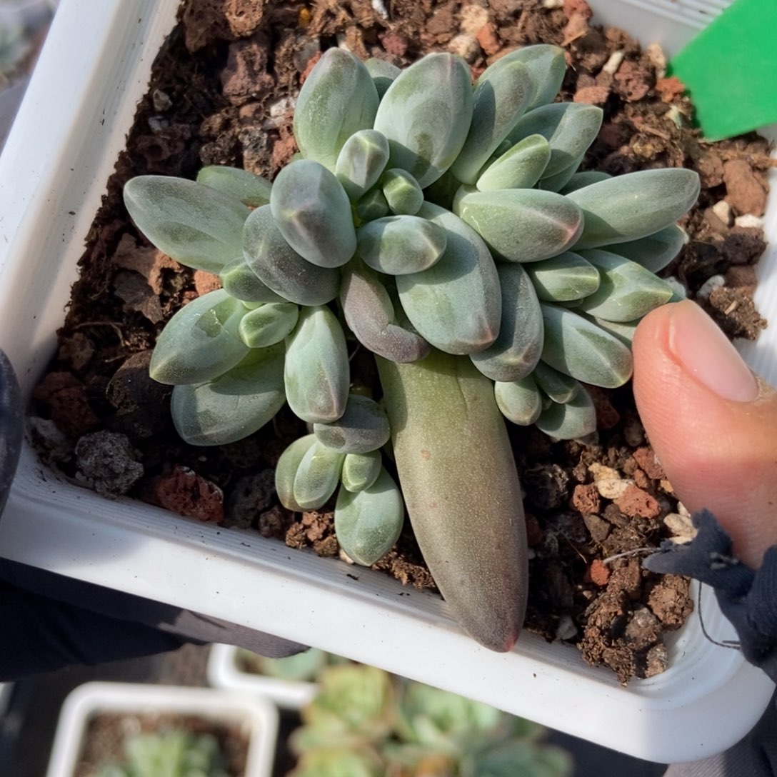 3162乌拉多肉植物