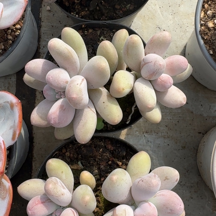 米可奶 双头  一物一拍