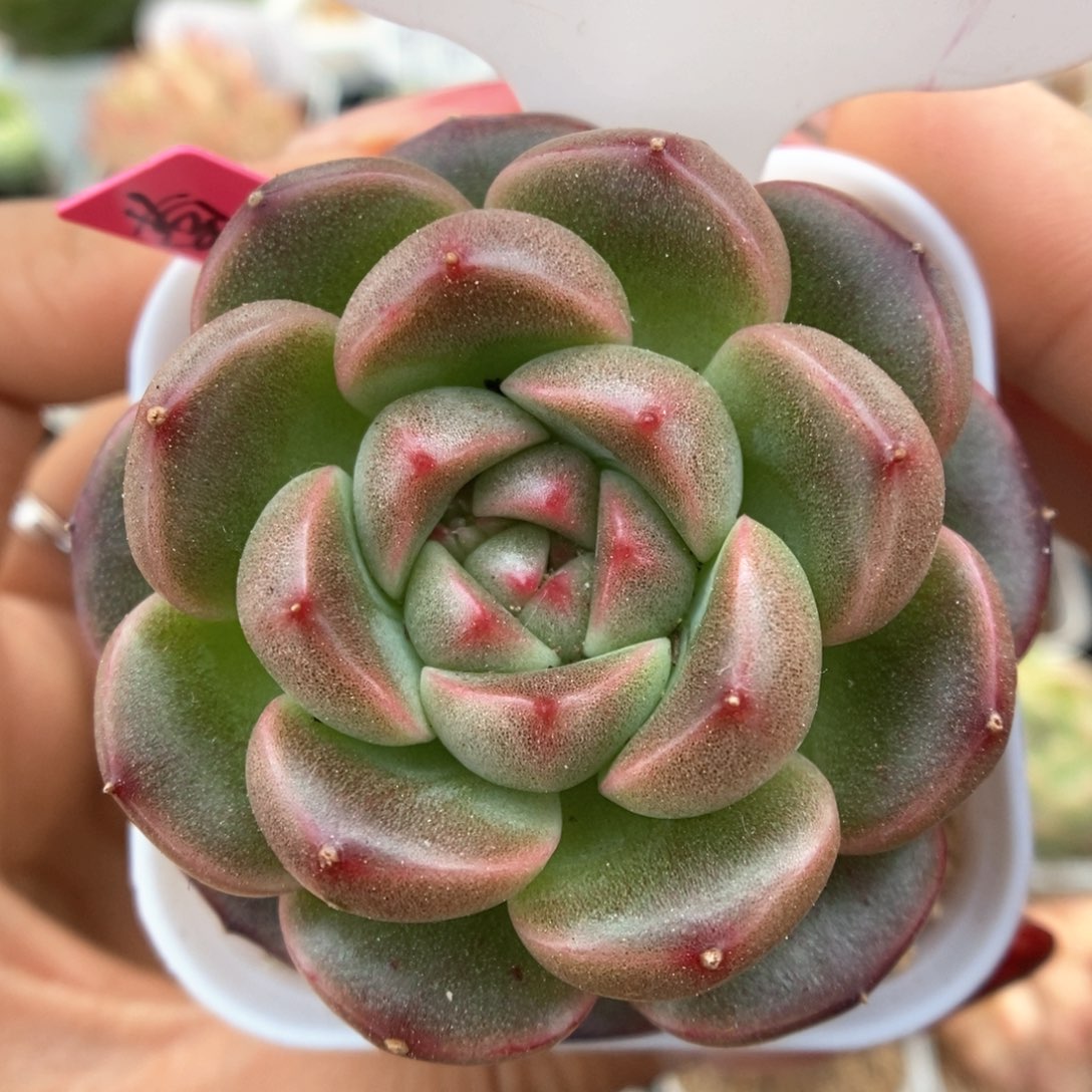 暮云新品可拍548号