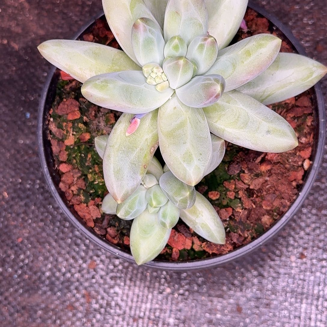 阿***系莫颜多肉植物发货