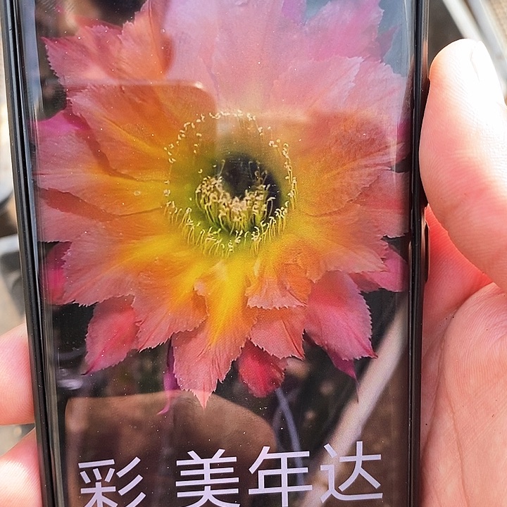 彩 美年达/侧芽歪20包邮/