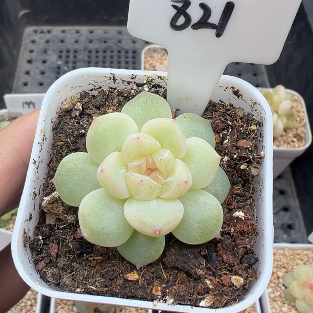 幸***福821号财富密码蜜语