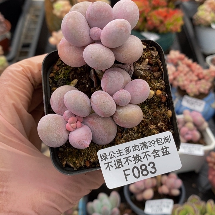 橙奶6cm083多肉植物