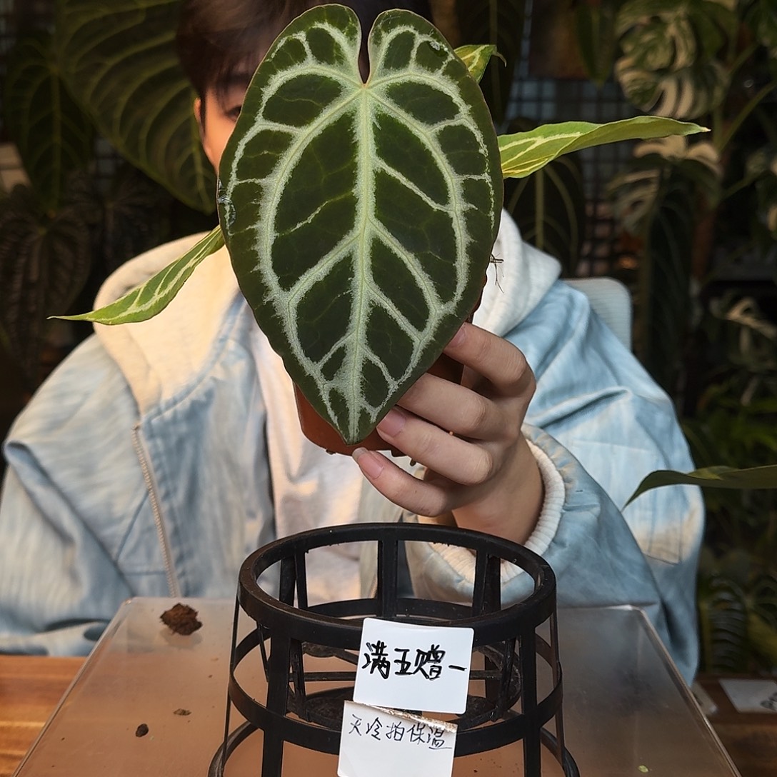 完全开放N90银色闪光杂黑钻石
