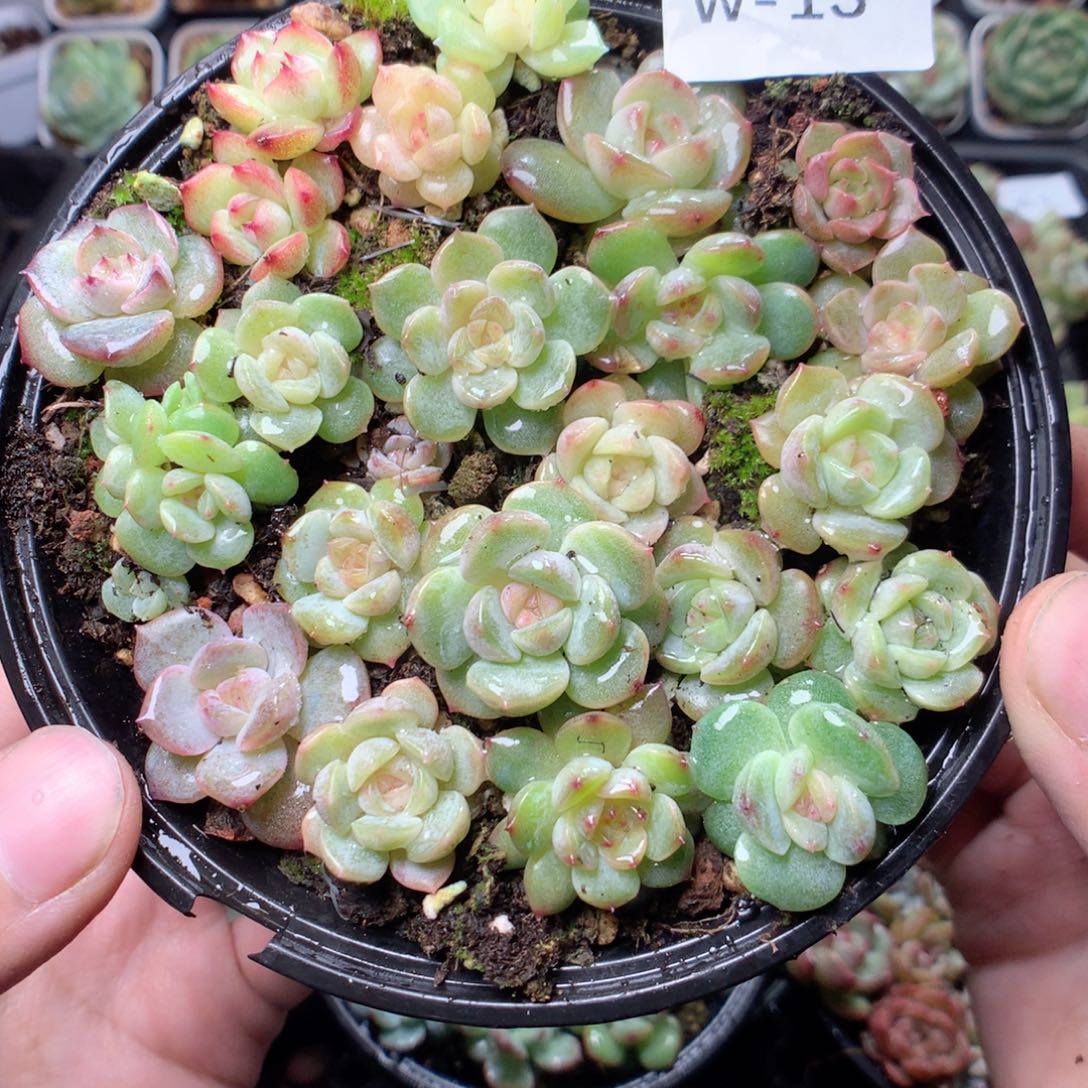 无花朵W13。 b3月英语天天天天天天