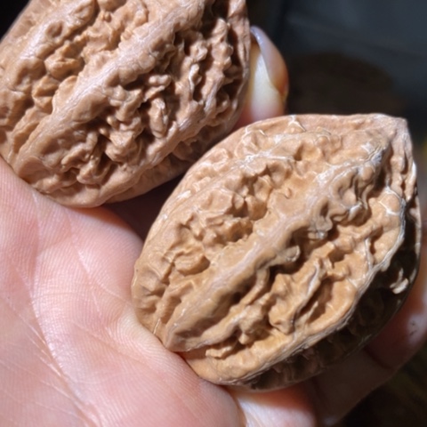把件文玩核桃东北野生楸子小美42