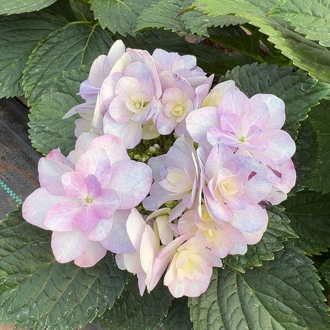 大部分花苞少量开放43