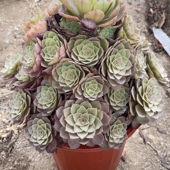 无花朵165多肉植物桃花石