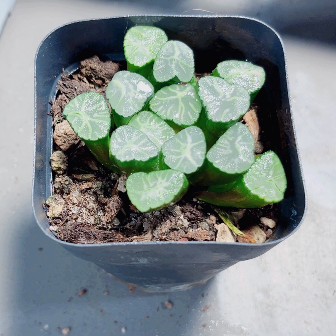 火烧云万象白盆种多肉植物