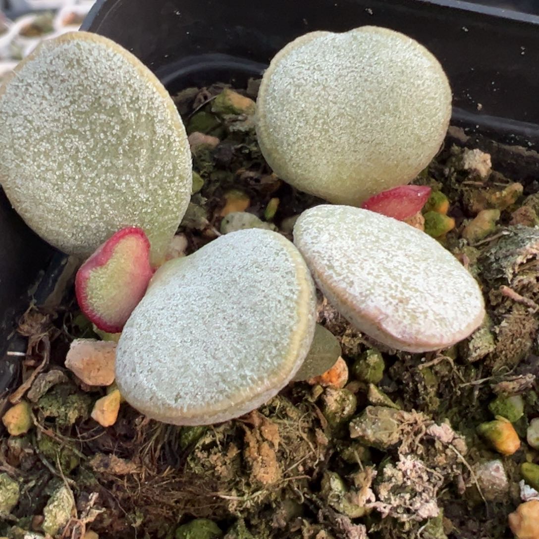 白月光多头纯木质桩多肉植物