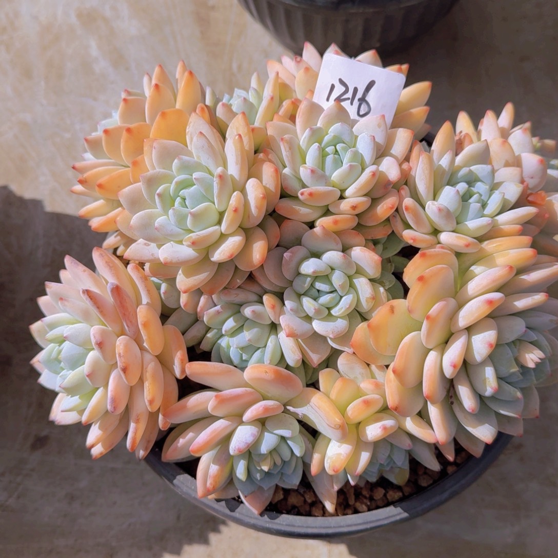 朝***想1216冷虾多肉植物