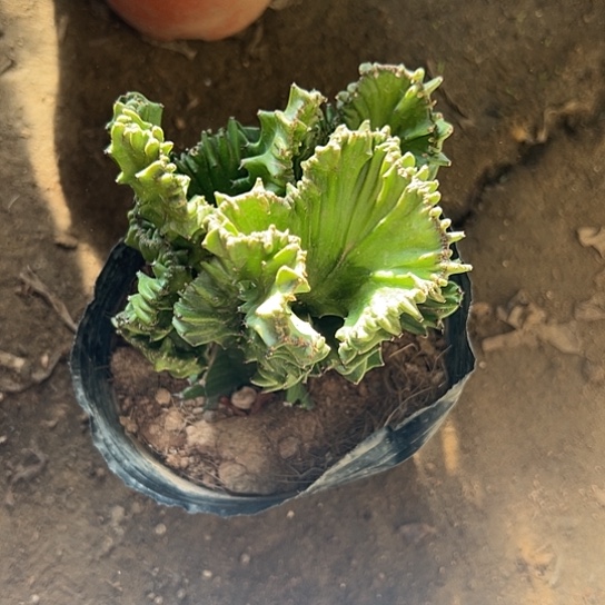 花一颗多肉法师植物