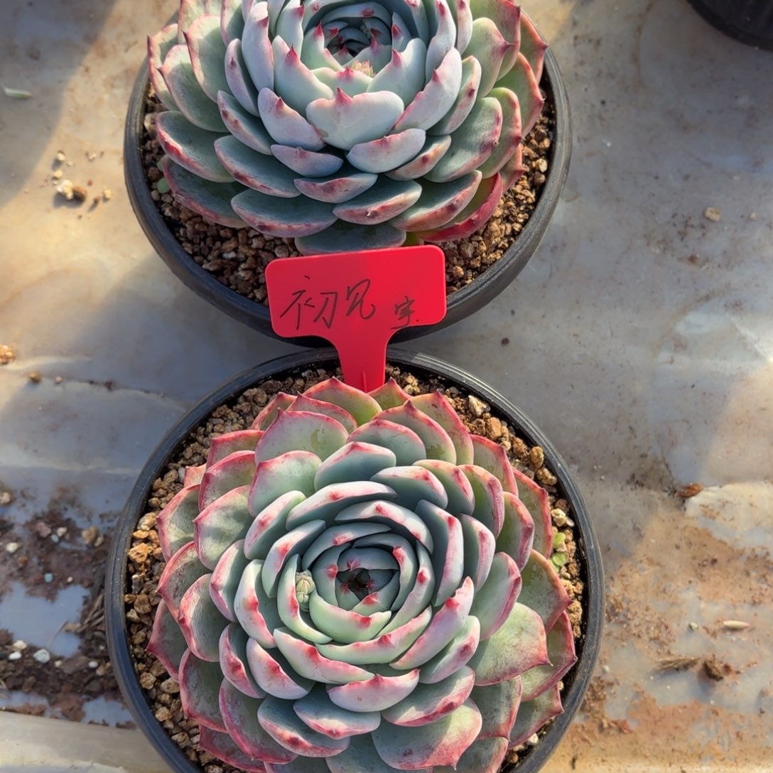 多肉植物惊鸿仙子初见姐的