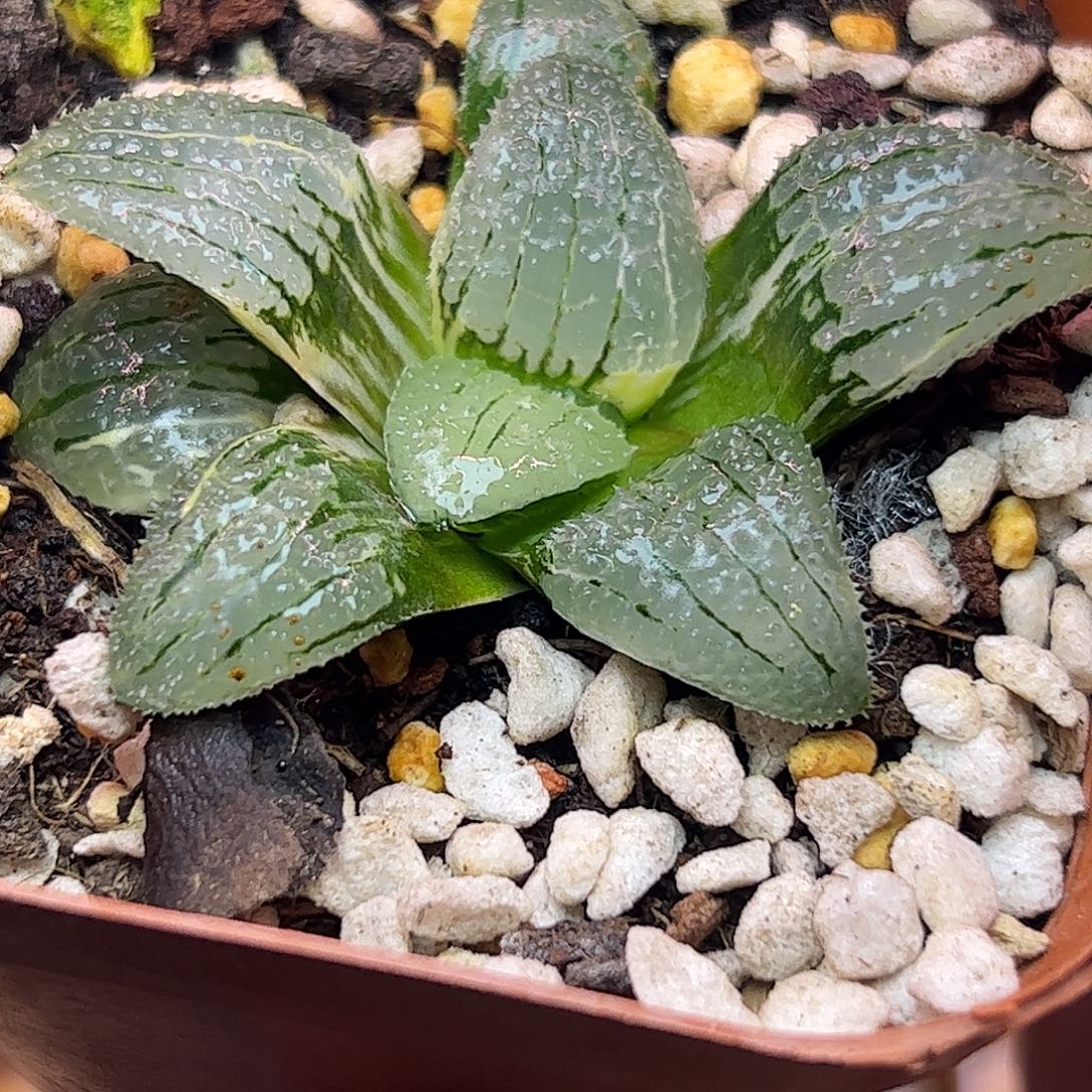 天空之镜锦十二卷多肉植物